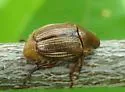 Anomala oblivia - photo 2