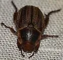Anomala oblivia - photo 3