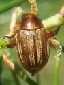 Anomala oblivia - photo 4