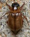 Anomala parvula - Anomalacra parvula