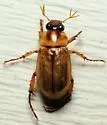 Anomala parvula - photo 2