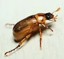 Anomala parvula - photo 3
