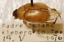 Anomalacra schaefferi