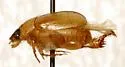 Anomalacra schaefferi - photo 2
