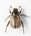 Anomalacra semilivida