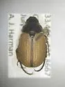 Anomala suavis