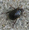 Anomala umbra