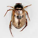 Anomala undulata