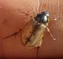 Anomala undulata - photo 2