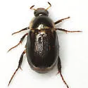 Anomala undulata - photo 3