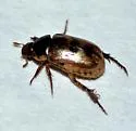 Anomala undulata - photo 4