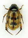 Anomala undulata - photo 5