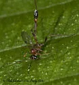 Anomalon picticorne