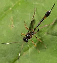 Anomalon picticorne - photo 3
