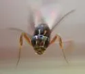 Anomalon reticulatum - photo 2