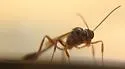 Anomalon reticulatum - photo 3