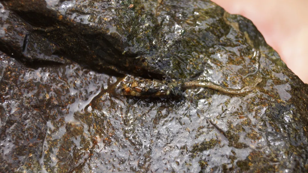 Anomalopsychidae - photo 2