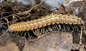 Anombrocheir spinosa
