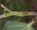 Gulf Scalloped Moth - Hodges#8553