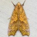 Yellow Scallop Moth - Hodges#8545