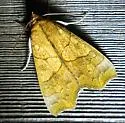 Yellow Scallop Moth - Hodges#8545 - photo 2