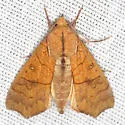 Yellow Scallop Moth - Hodges#8545 - photo 3