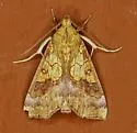 Tropical Anomis Moth - Hodges#8546 - photo 2