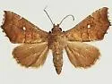 Anomis gentilis - Hodges#8552