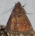 Anomis gentilis - Hodges#8552 - photo 2