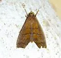 Anomis gentilis - Hodges#8552 - photo 3
