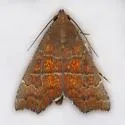 Anomis gentilis - Hodges#8552 - photo 4