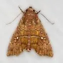 Anomis gentilis - Hodges#8552 - photo 5