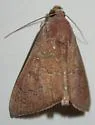 Okra Leafworm Moth - Hodges#8551