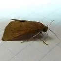 Okra Leafworm Moth - Hodges#8551 - photo 2