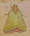 Okra Leafworm Moth - Hodges#8551 - photo 3