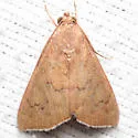Okra Leafworm Moth - Hodges#8551 - photo 4