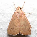 Okra Leafworm Moth - Hodges#8551 - photo 5