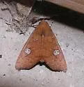Anomis luridula - Hodges#8549