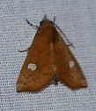 Anomis luridula - Hodges#8549 - photo 3