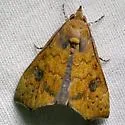Anomis texana - Hodges#8550 - photo 2