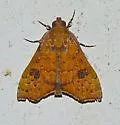 Anomis texana - Hodges#8550 - photo 3