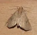 Anomis texana - Hodges#8550 - photo 4