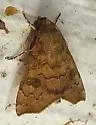 Anomis texana - Hodges#8550 - photo 5