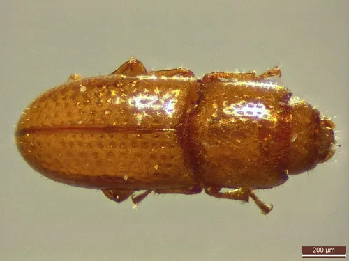 Anommatus diecki