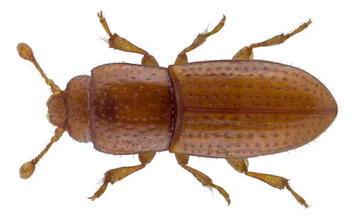 Anommatus duodecimstriatus - photo 2