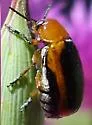 Clay-colored Leaf Beetle