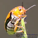 Clay-colored Leaf Beetle - photo 2