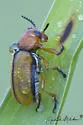Clay-colored Leaf Beetle - photo 3