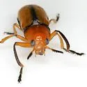 Clay-colored Leaf Beetle - photo 4