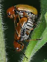 Clay-colored Leaf Beetle - photo 5